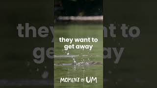 Why do fish jump out of the water? | Moment of Um