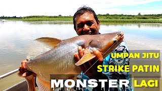 PIRANTI HALUS BISA TAKLUKKAN MONSTER PATIN-STRIKE PATIN LIAR BABON