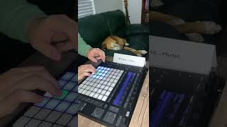 Dude Plays Beat Next To His Sleepy Dog