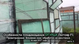 Особенности плодоношения ОГУРЦА Лютояр F1. Проветривание. Влияние хим.обработок на растения. часть 3