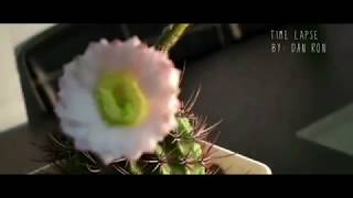 TIME LAPSE CACTUS 2018