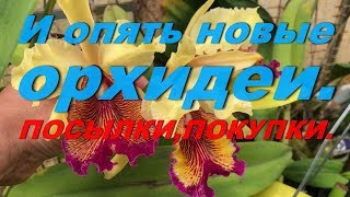 Обзор.  И опять новые орхидеи.  Полезные покупки для орхидей.