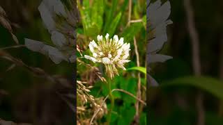 White clover