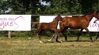 OSLO DES FLAGUES (HITCHCOCK BOIS MARGOT X VONDEEN)