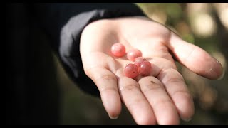 Indigenous communities taking the lead in bushfood industry