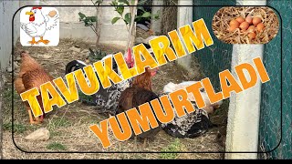 Tavuklarımızın İlk Yumurtası - Kaç Tane Tavuğumuz  Var