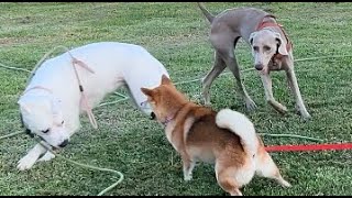 159. Pitbull, Weimaraner, Shiba's Play, Wrestle, Zoomie 09/23/2024 #shiba #weimaraner #pitbull