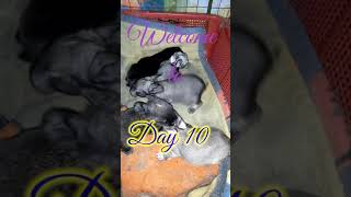 All About Rabbits || Day 10 Baby rabbits update