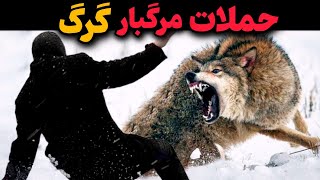 نبرد مرگبار گرگ به ۱۰ حیوان درنده حیات وحش😱🔥