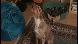 Lustiger Hund singt / SINGING DOG: Der zweite Hit von Lars