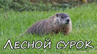 Лесной сурок