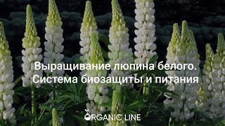 Выращивание Люпина белого. Система биозащиты и питания от Органик Лайн