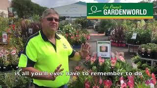 Lee Rowan's Plant of the week Protea's