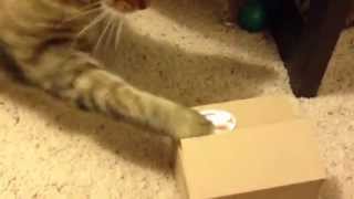 Adorable Cat Playing with Toy Cat Bank