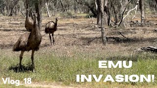 Mobbed my Emus on a video shoot.