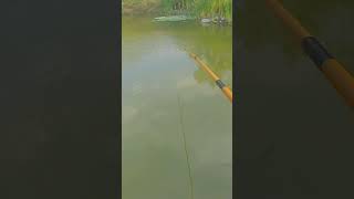 Sambaran nila😱😱😱#vidioshort #mancing #viralvideo