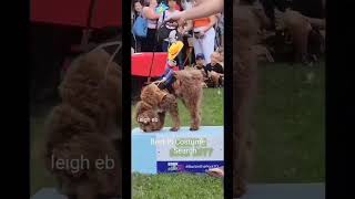 S-142 #Smart dogs #Best in Costume Search #viral #short video