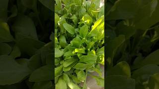 💯🔥"घर😲 पर😱🤯 पालक उगाने का आसान तरीका || How to Grow Palak at Home Easily#organicgardening #shorts