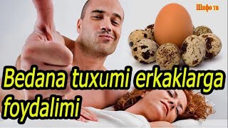 Бедана тухуми Эркак жинсий аъзосига канчалик фойда