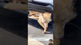 Family Rescues Distressed Coyote – You Won't Believe What Happened Next #rescuestories #shortsvideo