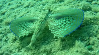 Mavi Kanatlı Kırlangıç (Flying Gurnard)