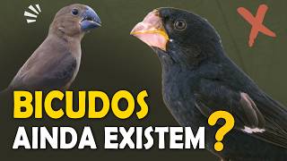 BICUDOS SELVAGENS ainda EXISTEM? Canto e fatos sobre o pássaro bicudo!