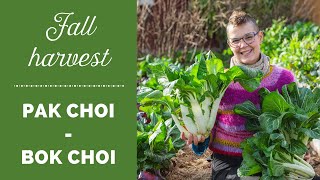 Harvesting pak choi in the fall in a Swedish garden