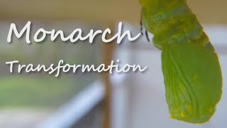 Monarch  LIVE Sunday 2-10-19