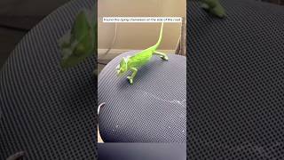 This man saved an injured chameleon he found on the roadside and adopted it #animalshorts