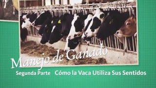 Cómo la Vaca Utiliza sus Sentidos