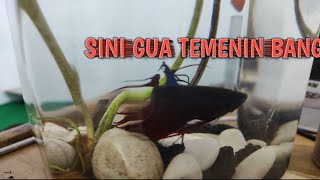 KERJA DI TEMANI IKAN CUPANG ❗❗