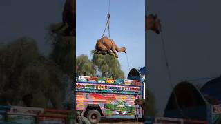 Camel loading #animals #camel #youtubeshorts #ytshorts #youtube #goat