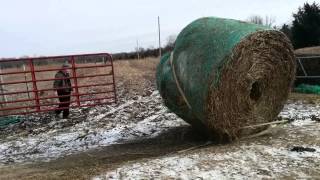 Feeding hay bales with the F250 truck