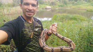 Soltura de uma Jibóia em Itapetim-PE