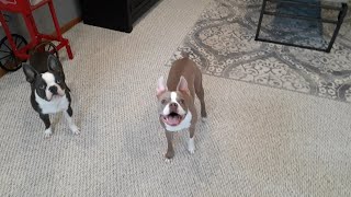 Toby having a blast playing with a balloon. :)