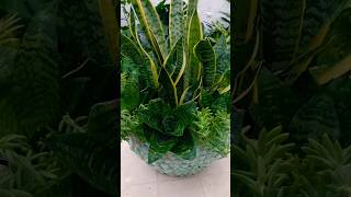 Snake Plant Arrangement Ideas |Sansevieria #shorts #beauty #snakeplant #indoorplants #plants #garden