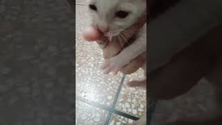 New born kitten/cute kitten😺/kitty/Persian kittens/beautiful kittens#shorts#tiktok#cat#kitten