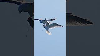 White tailed kite food transfer #birds #birdofprey #kite#fooddelivery #parenting #wildlife #bird