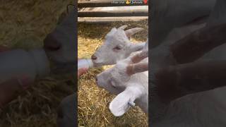 Bottle feeding baby goat| #goat #cute #shorts