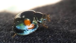 AwA Orcus Bilunulatus Lady Beetle and Eastern Blue Tongue Skink (Lizard)