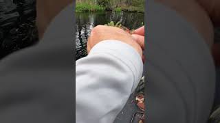 Catching GIANT HOGS on the Jig!!! #bream #fishing #youtube #subscribe #comment #shorts #spring