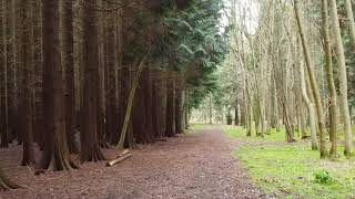 Lighthorne Forest Pt2