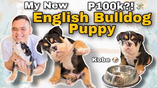 Meet Our NEW PUPPY! | English Bulldog | Jeffrey Foronda