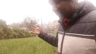 Kabab garlic Agriculture solutions Ooty's broadcast