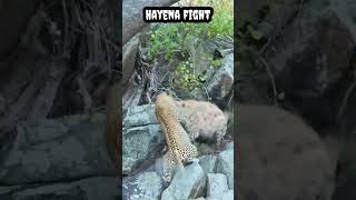 Hayena fight #shorts #viral #trending