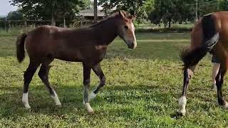 ONYX DU MAS D'AUREL (ANDIAMO SEMILLY X CALETTO III)