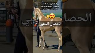 اجمل حصان في العالم _عجائب مخلوقات الله #منوعات # معلومات