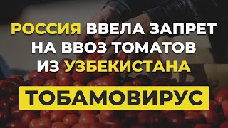 Россия ввела запрет на ввоз томатов из Узбекистана — в них обнаружен тобамовирус