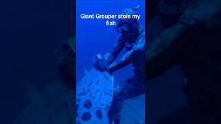 Giant Grouper STEALS Fish #ocean #oceanlife #shorts