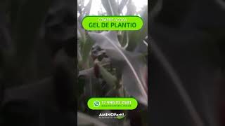 MILHO SAFRINHA COM GEL DE PLANTIO HIDROGEL